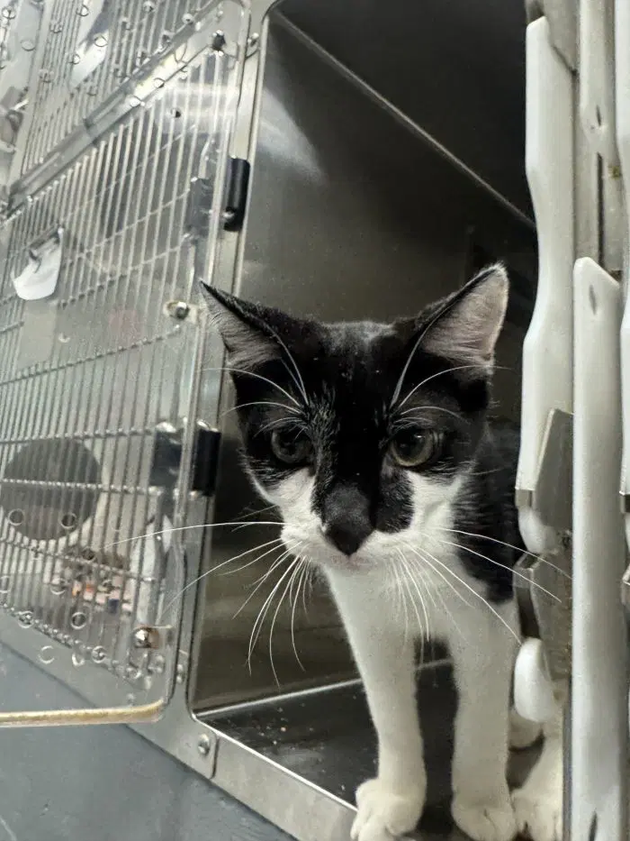 Tango - Domestic Short Hair