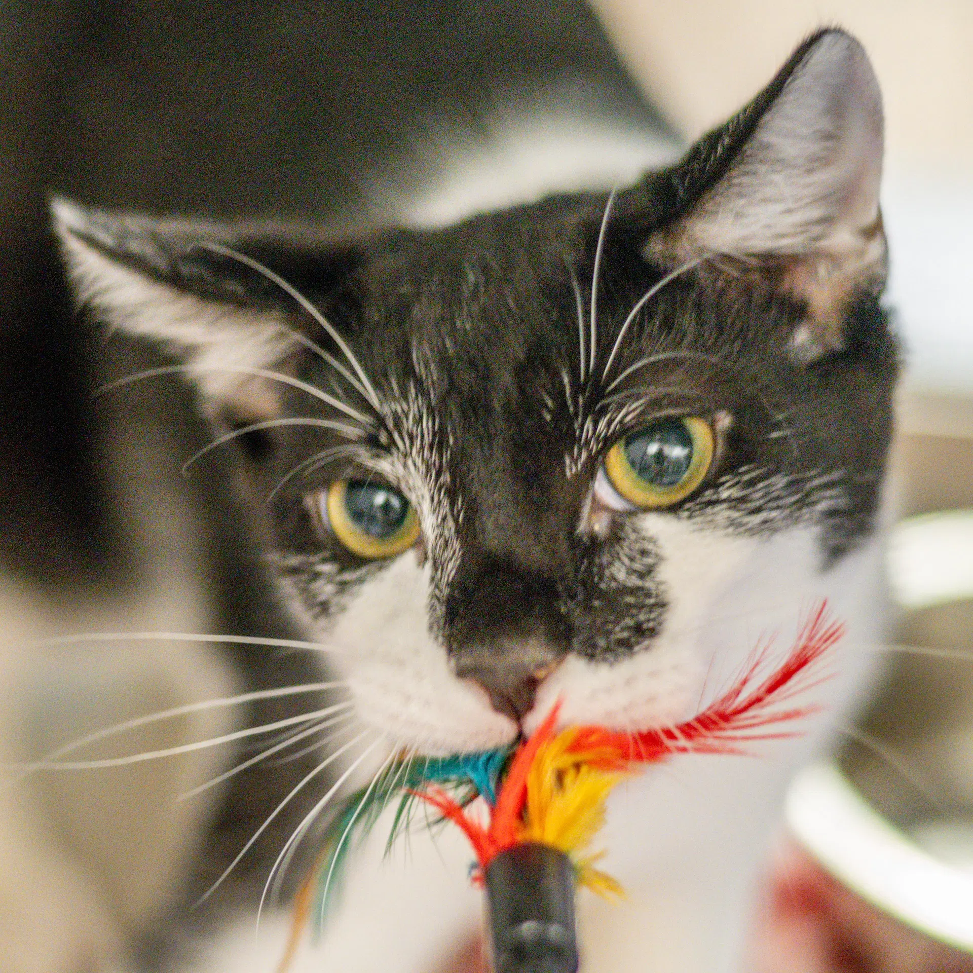 Tango - Domestic Short Hair