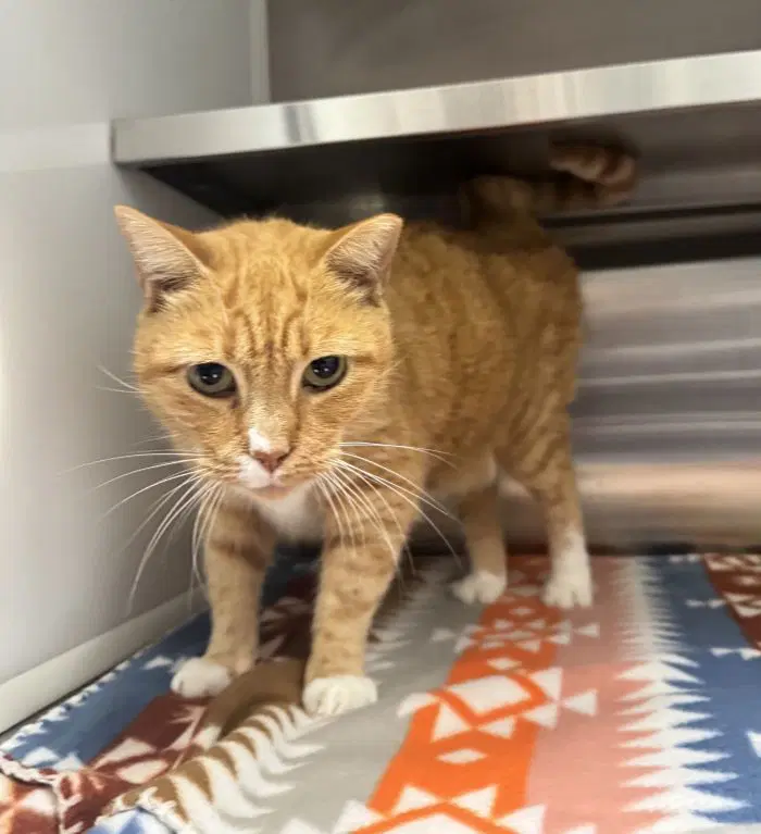 Maddie - Domestic Short Hair