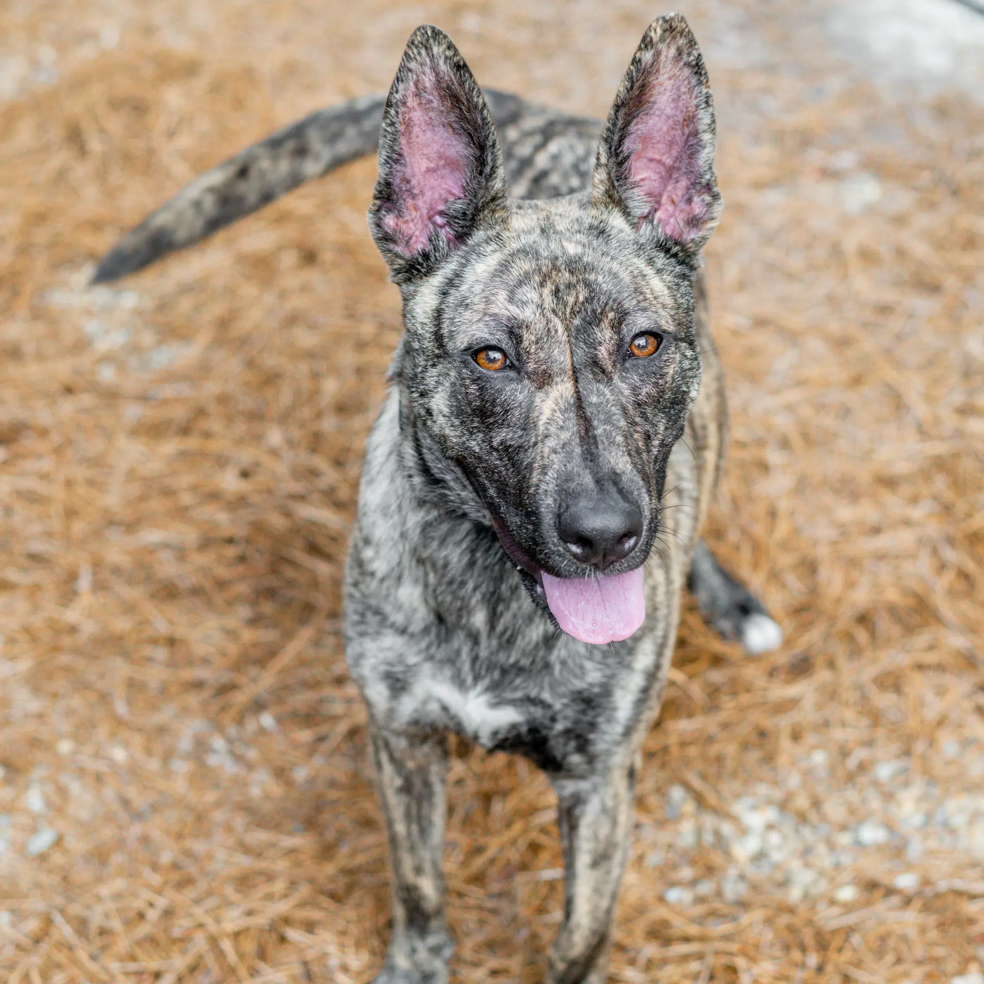 Terra - Pharaoh Hound