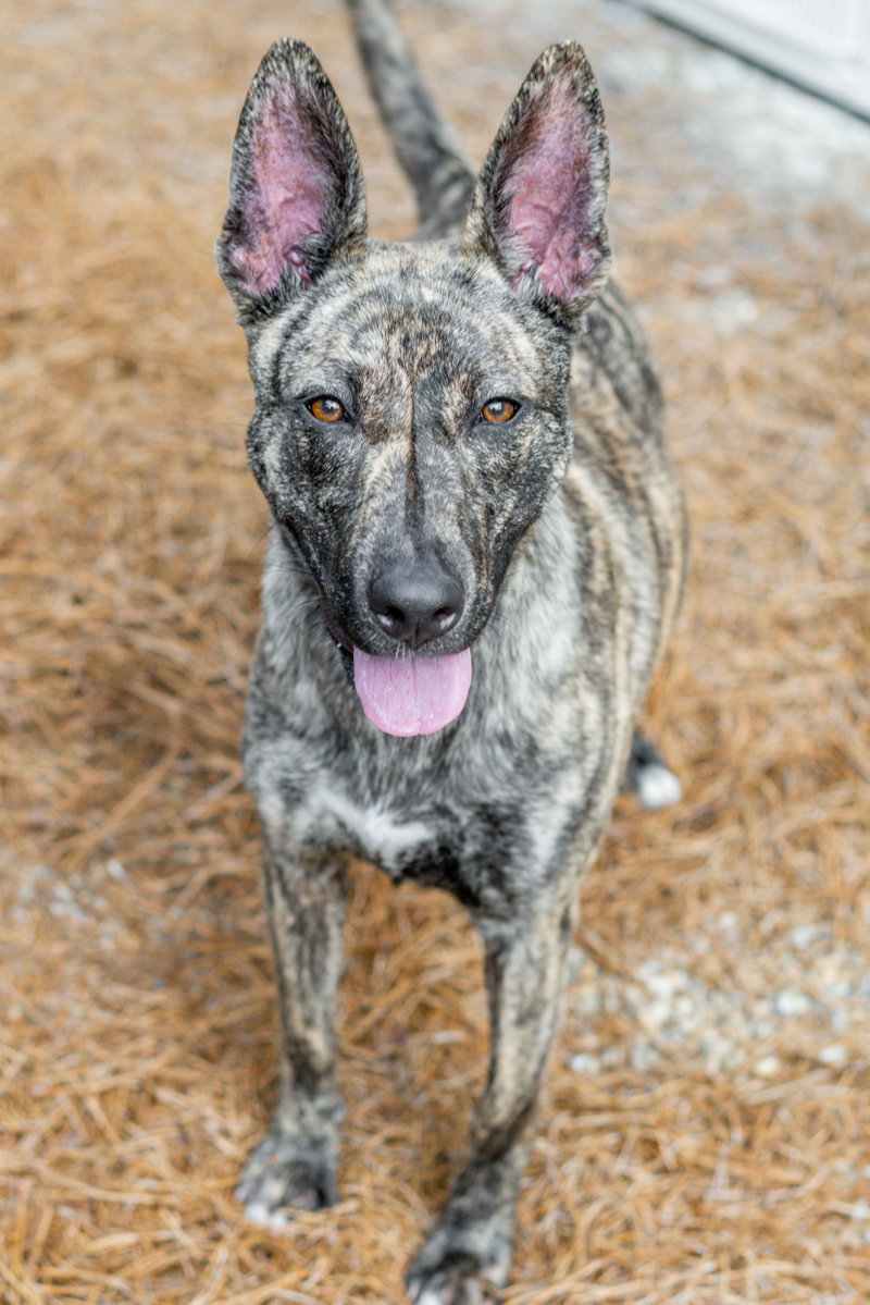 Terra, an adoptable Pharaoh Hound / Mixed