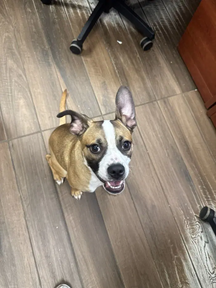 Muffin - Boxer
