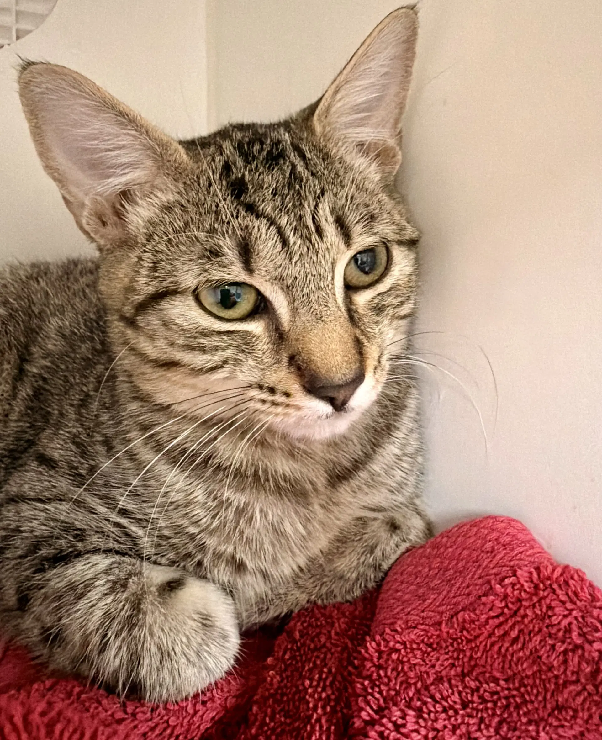Linus - Tabby