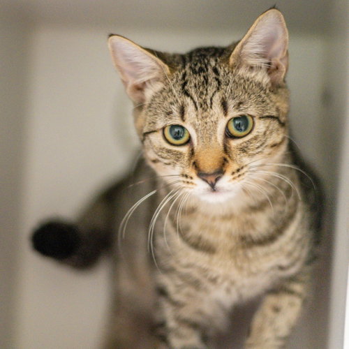 Linus, a cat for adoption from Hilton Head Humane Association