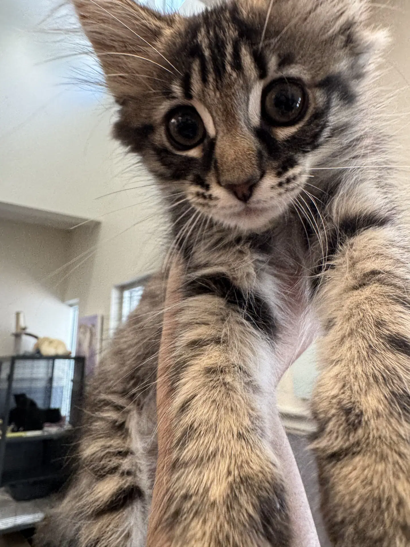 Dimitri - Domestic Short Hair