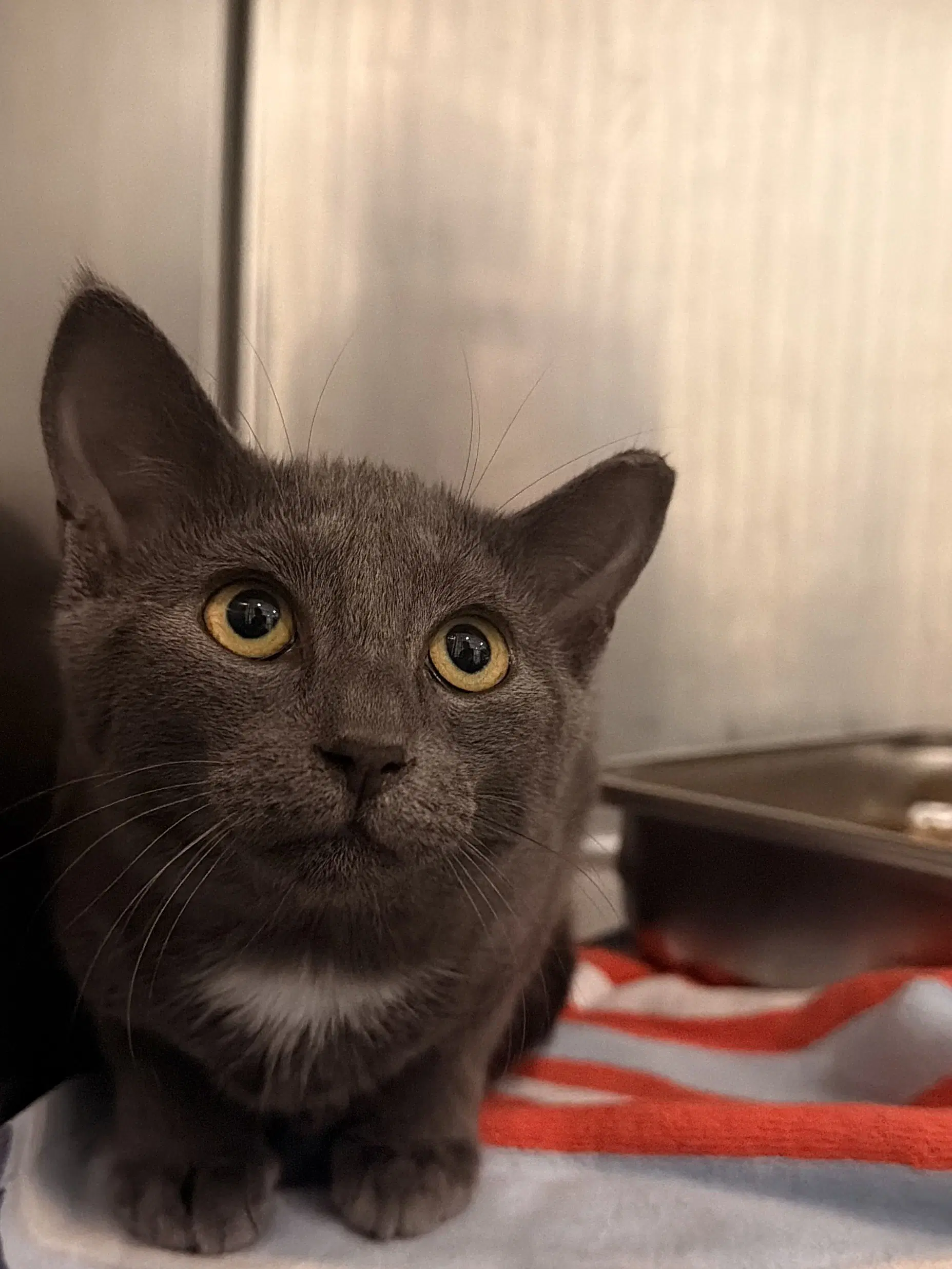 Sweet Dolly - Domestic Short Hair