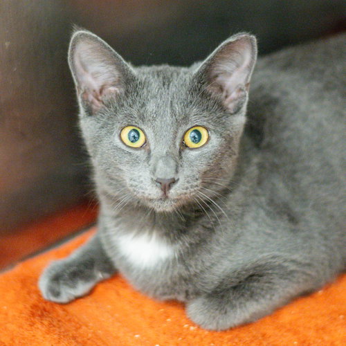 Sweet Dolly, a cat for adoption from Hilton Head Humane Association