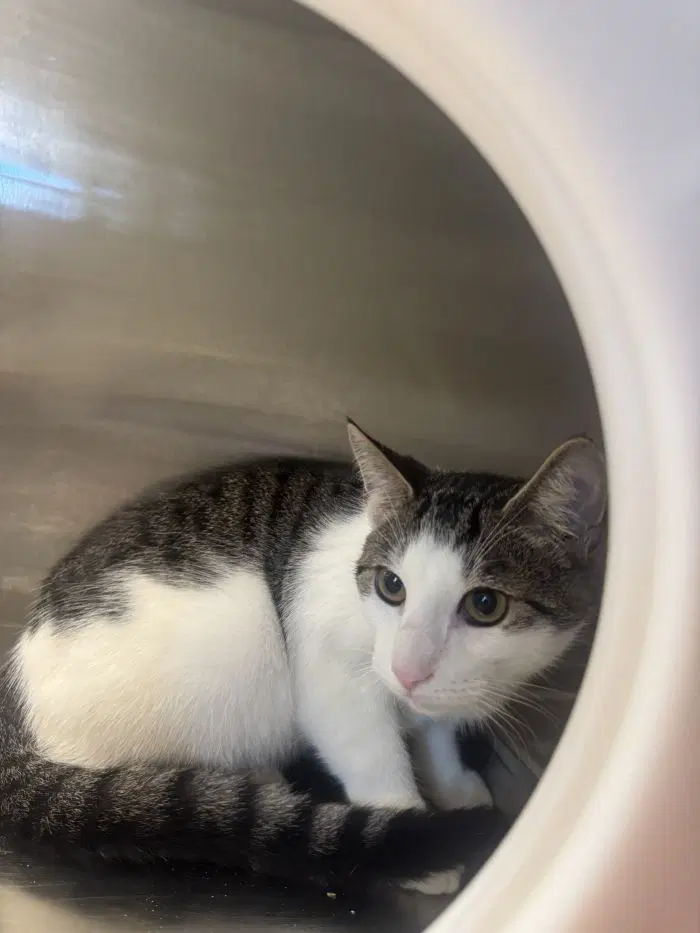 Kurma - Domestic Short Hair