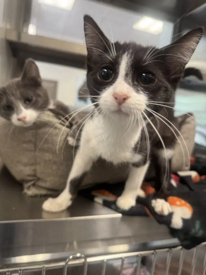 Mayo - Domestic Short Hair