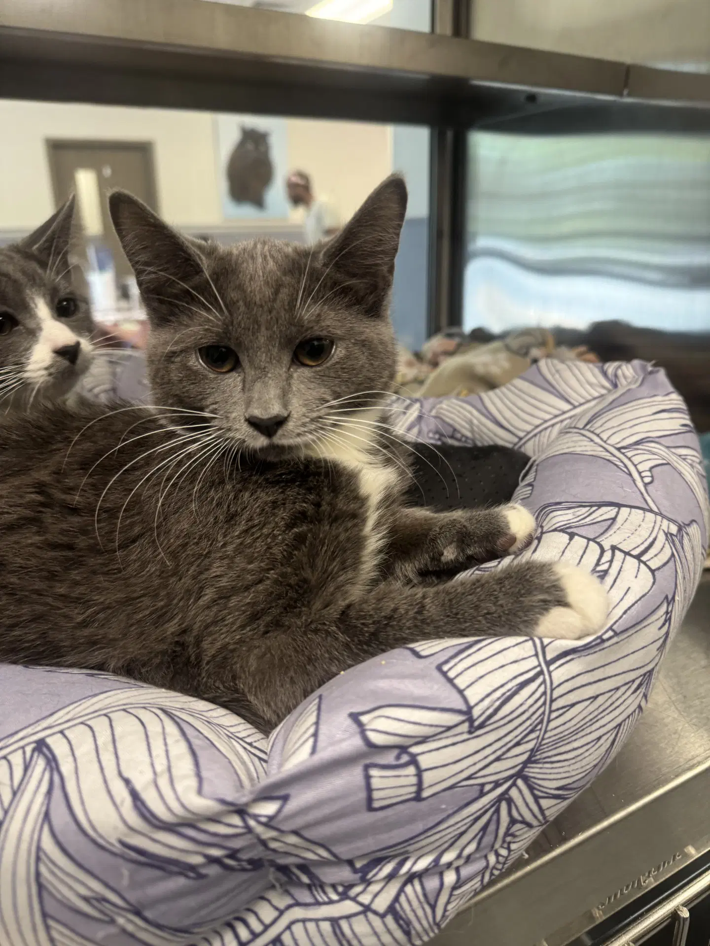 Relish - Domestic Short Hair