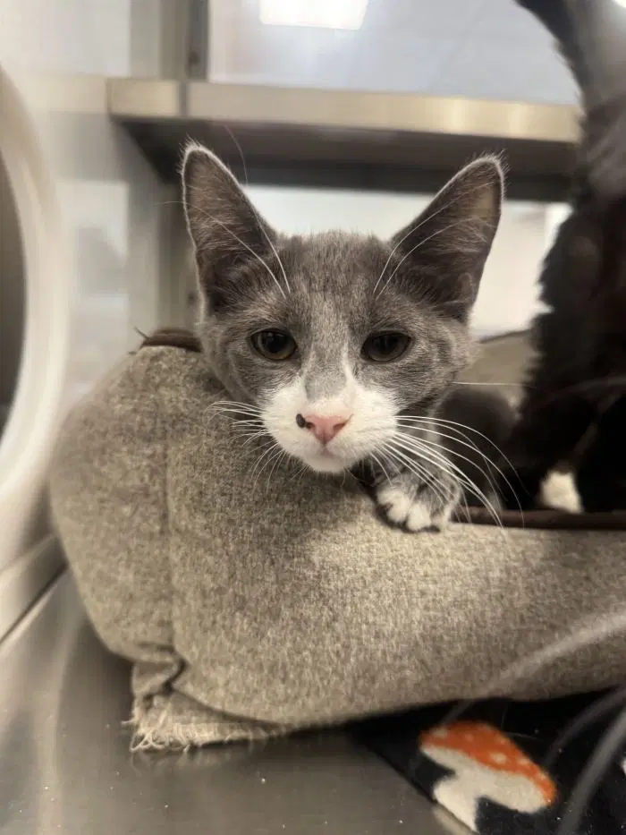 Ketchup - Domestic Short Hair