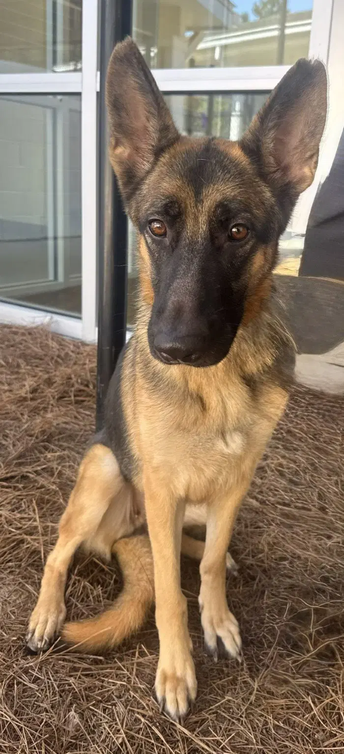 Skye - German Shepherd Dog