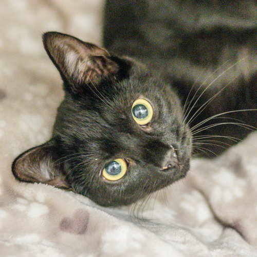 Gomez, a cat for adoption from Hilton Head Humane Association