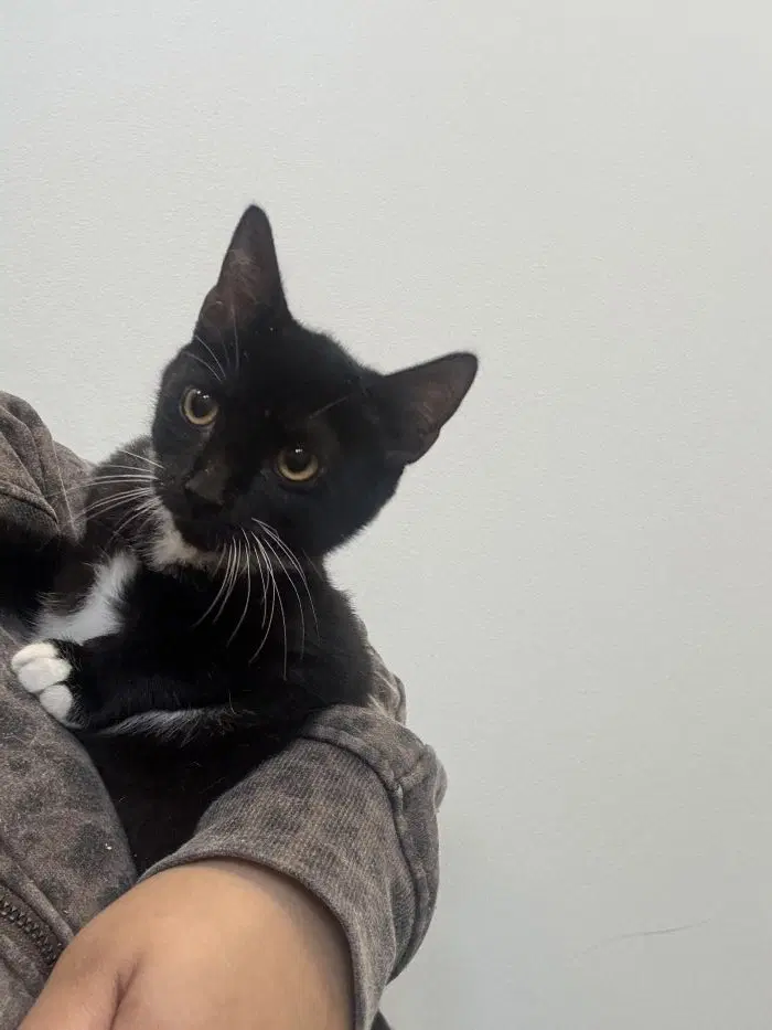 Darla - Domestic Short Hair