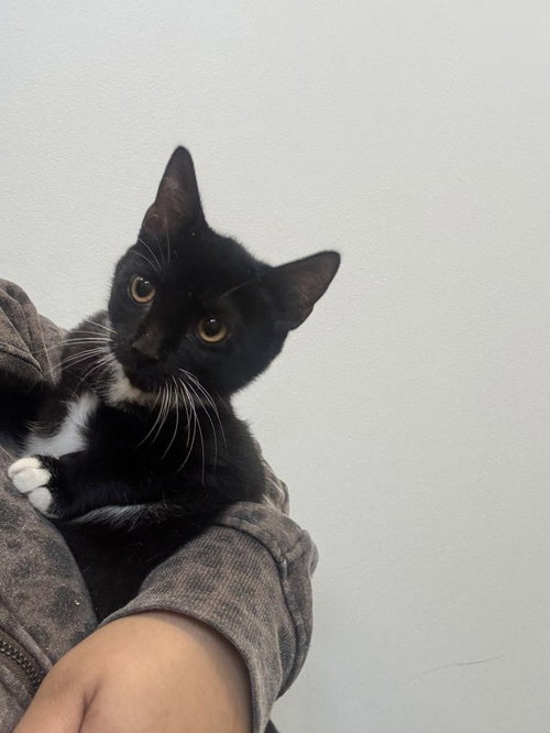Darla, a cat for adoption from Hilton Head Humane Association