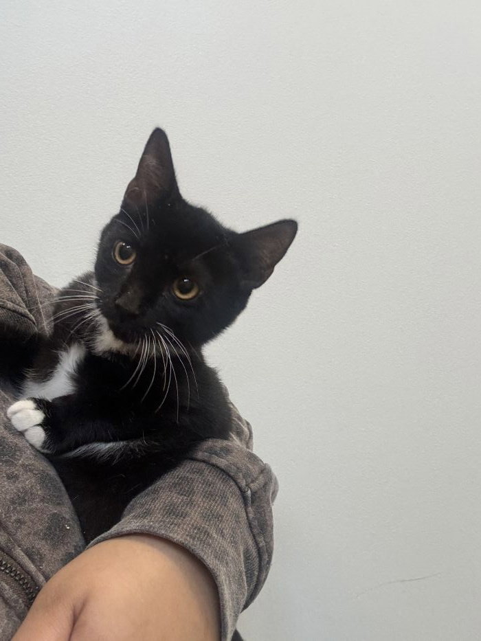 Darla, an adoptable Domestic Short Hair / Mixed (short coat)