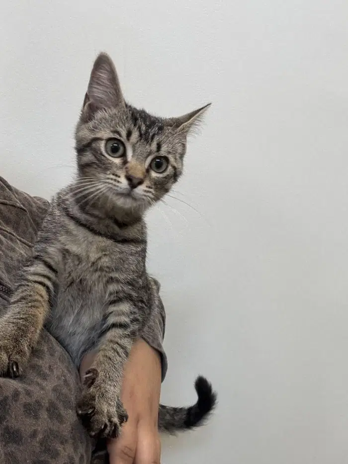Truman - Domestic Short Hair