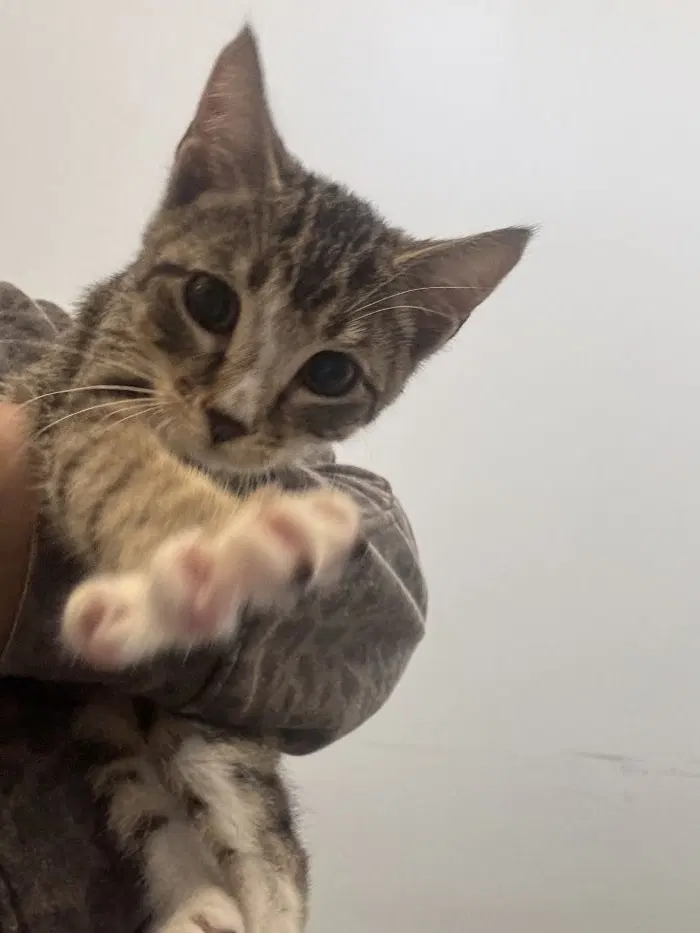 Harry Styles - Domestic Short Hair