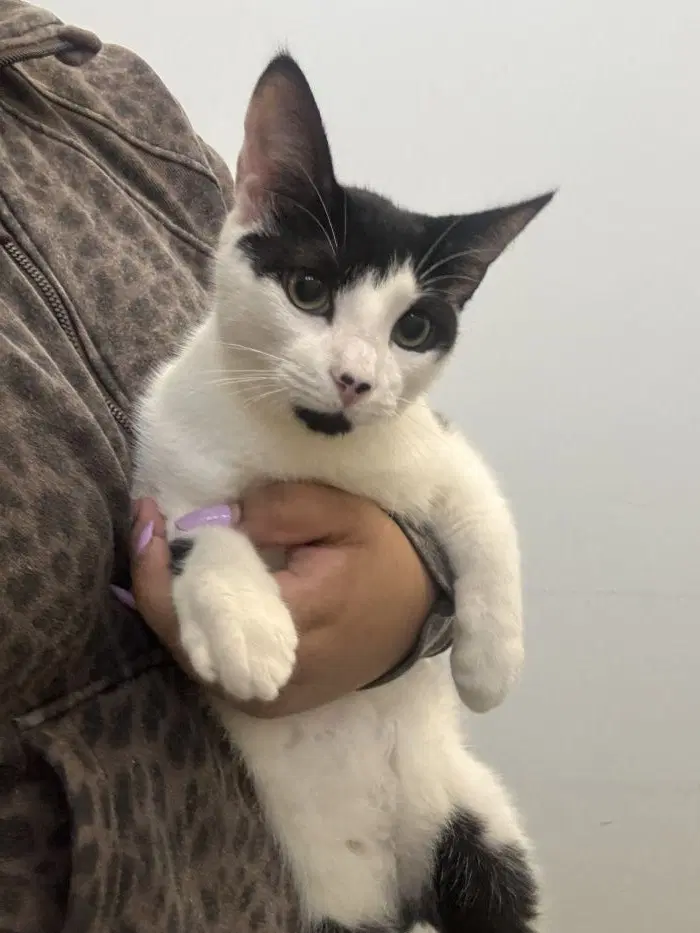 Orson - Domestic Short Hair