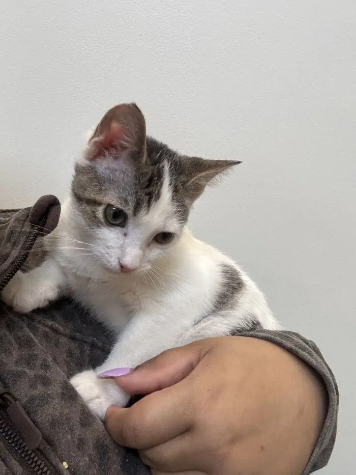 Mochi - Domestic Short Hair