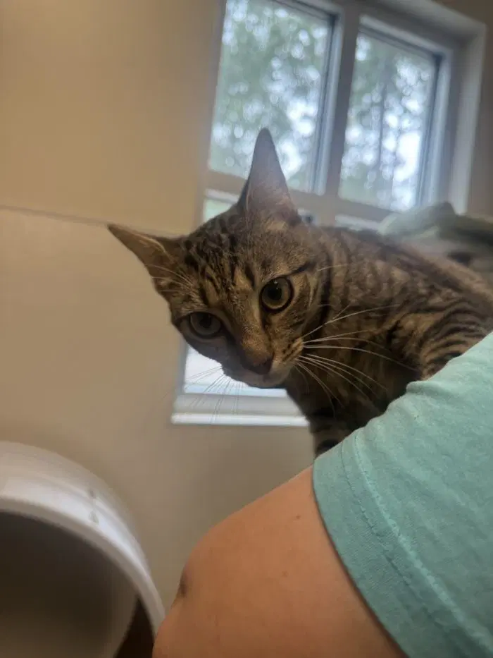 Emory - Domestic Short Hair