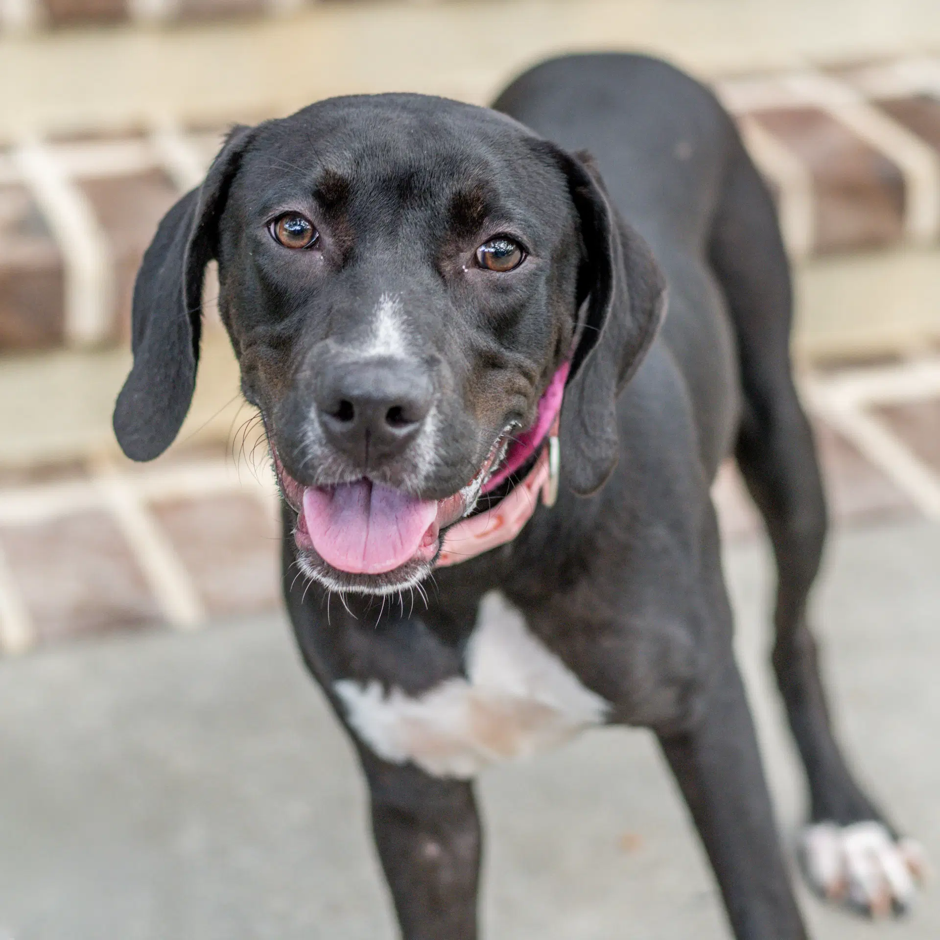 Katherine - Labrador Retriever