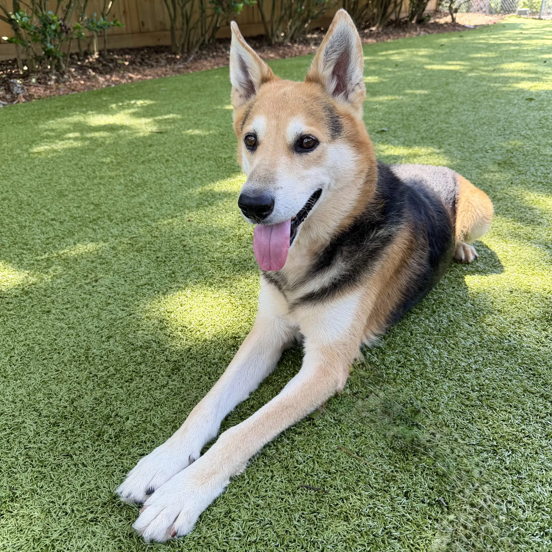 Max - German Shepherd Dog