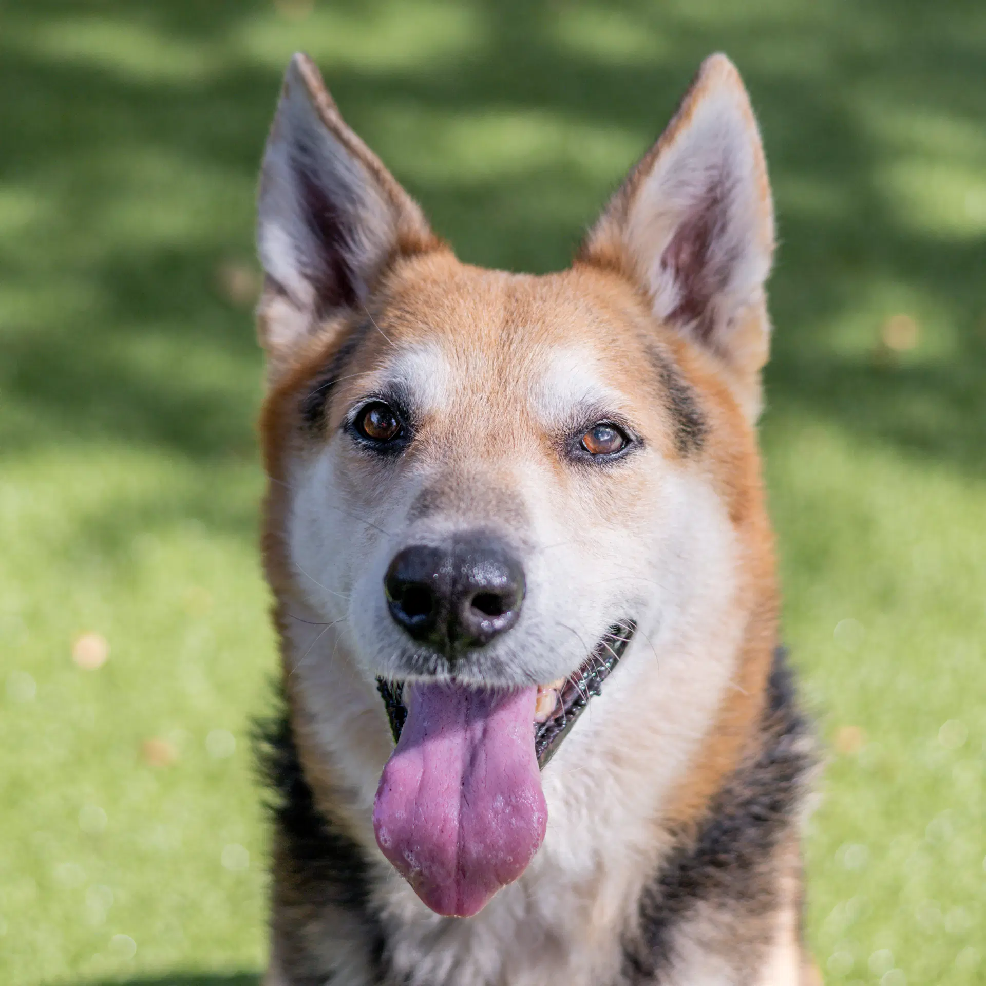 Max image 1
