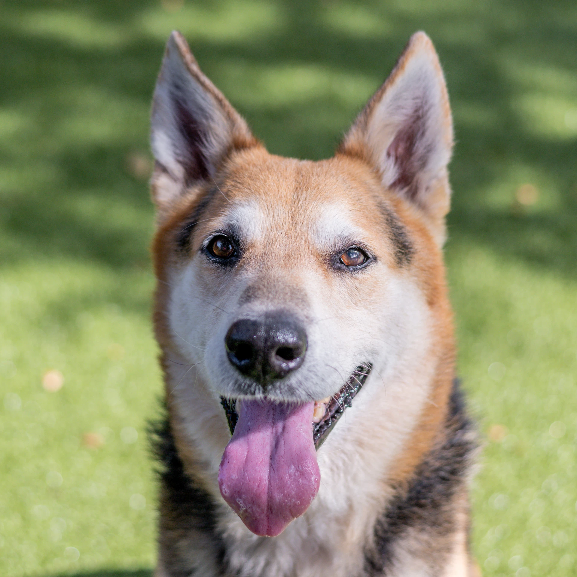 Max