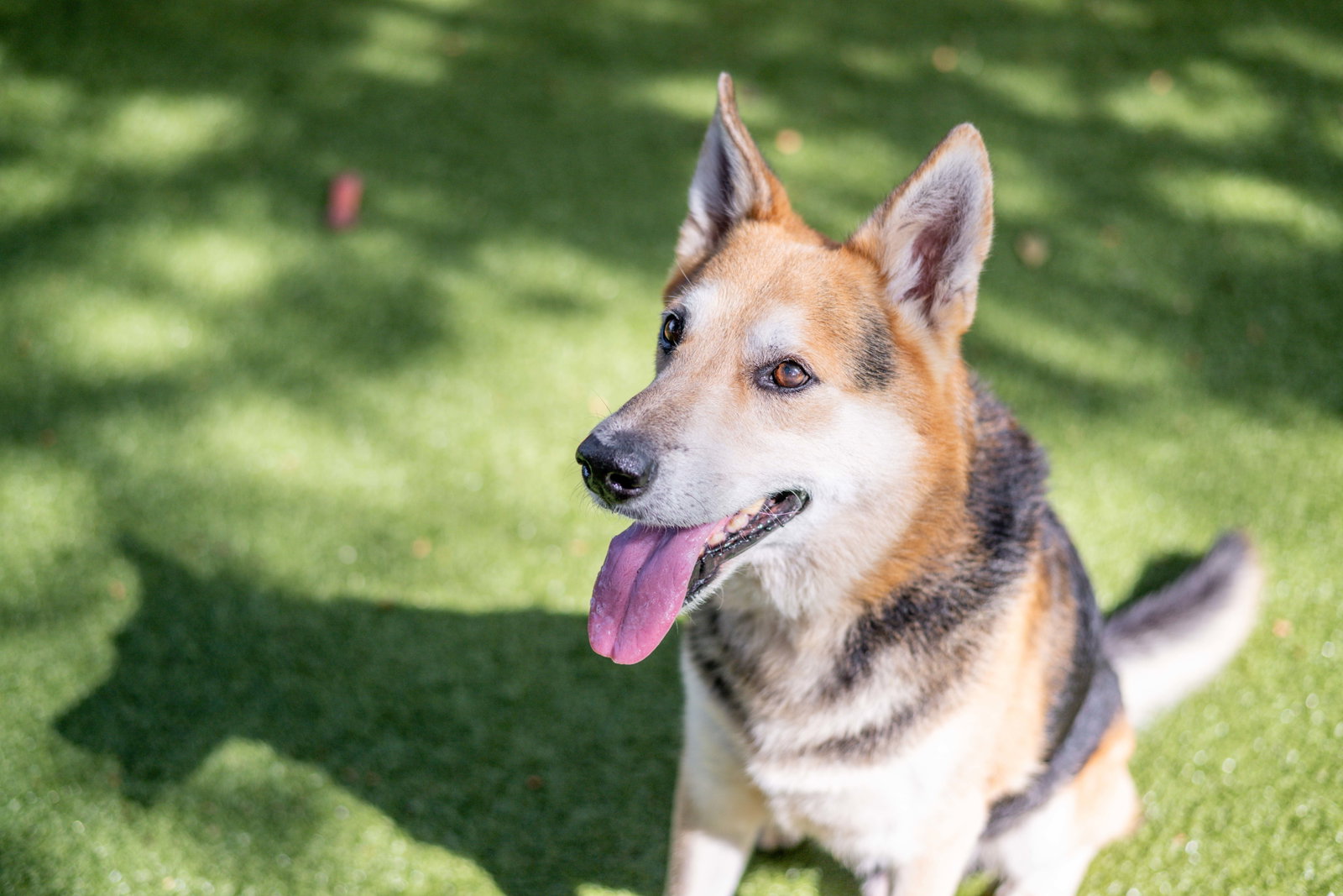 Max, photo 4