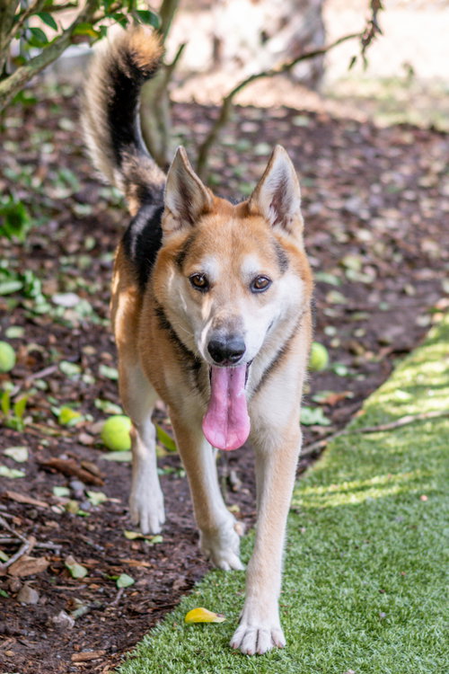 Max, a dog for adoption from Hilton Head Humane Association
