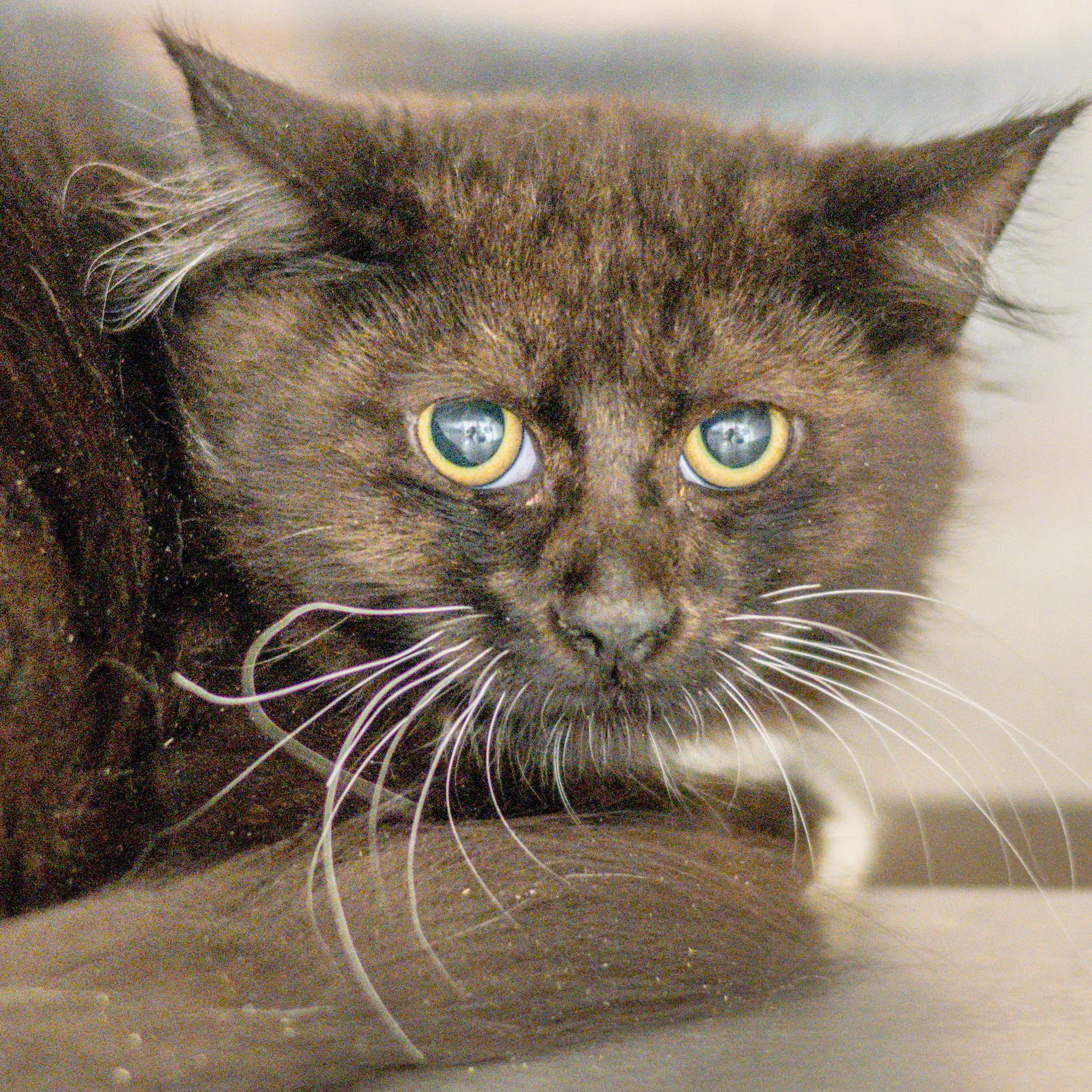 Button - Domestic Medium Hair