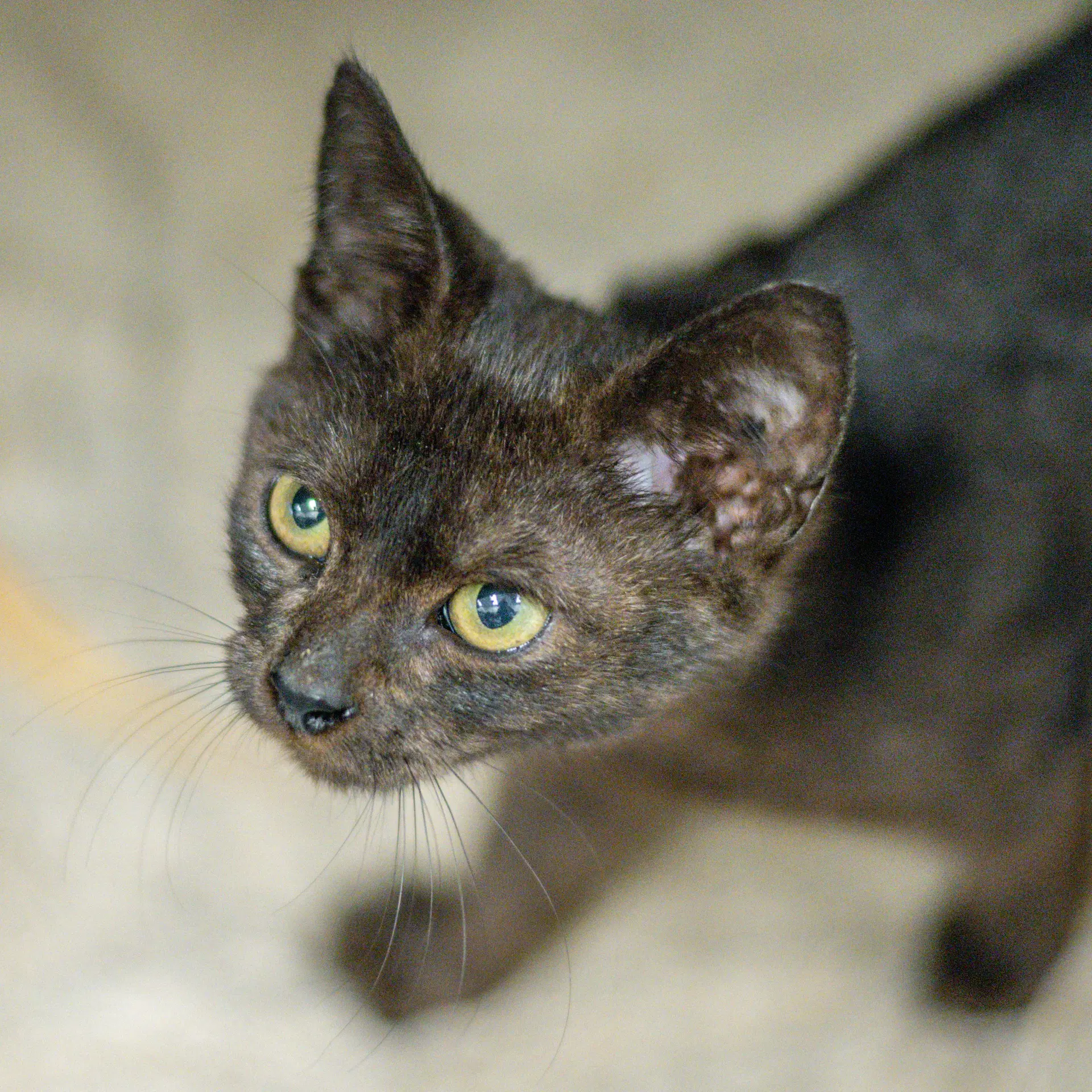 Morel - Domestic Short Hair