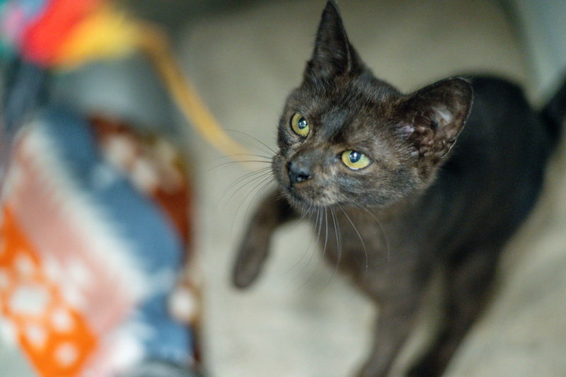 Morel, an adoptable Domestic Short Hair / Mixed (short coat)