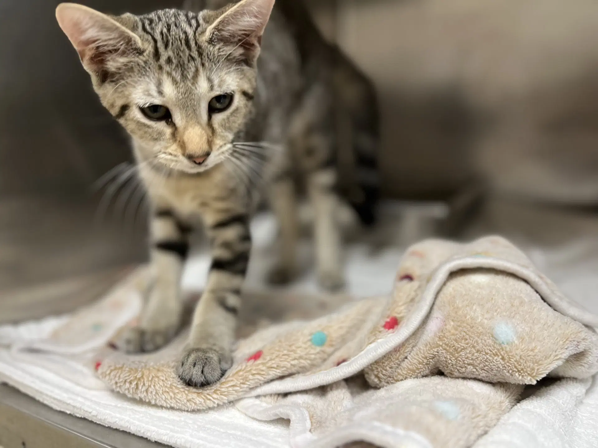 Neil - Domestic Short Hair