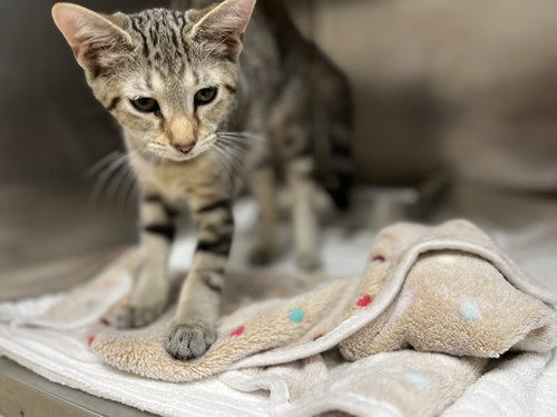 Neil, a cat for adoption from Hilton Head Humane Association