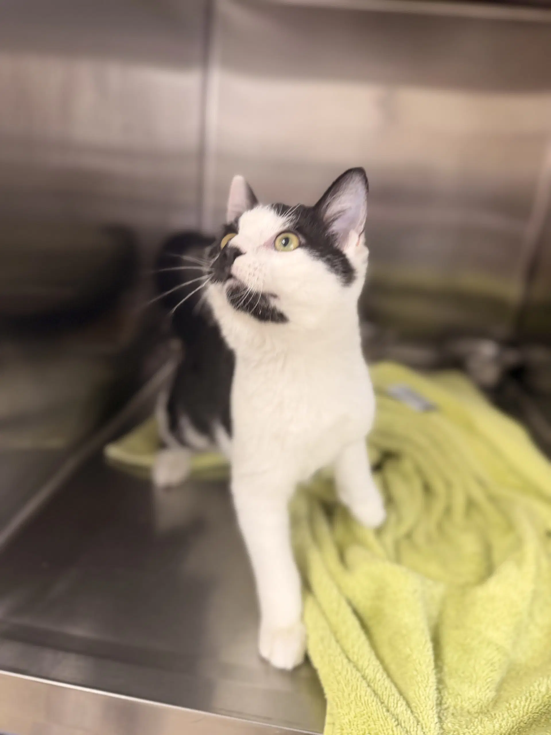 Marbles - Domestic Short Hair
