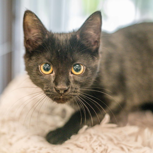 Dove, a cat for adoption from Hilton Head Humane Association