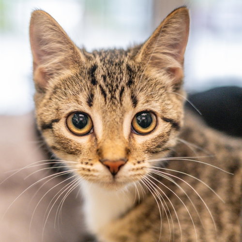 Swan, a cat for adoption from Hilton Head Humane Association