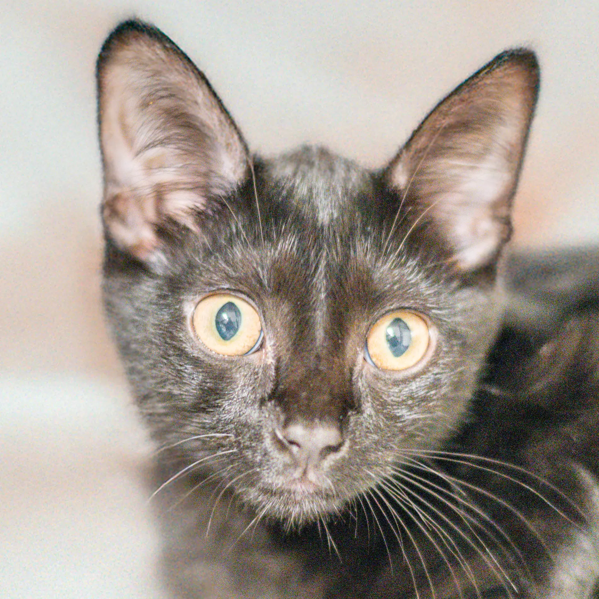 Lucas - Domestic Short Hair