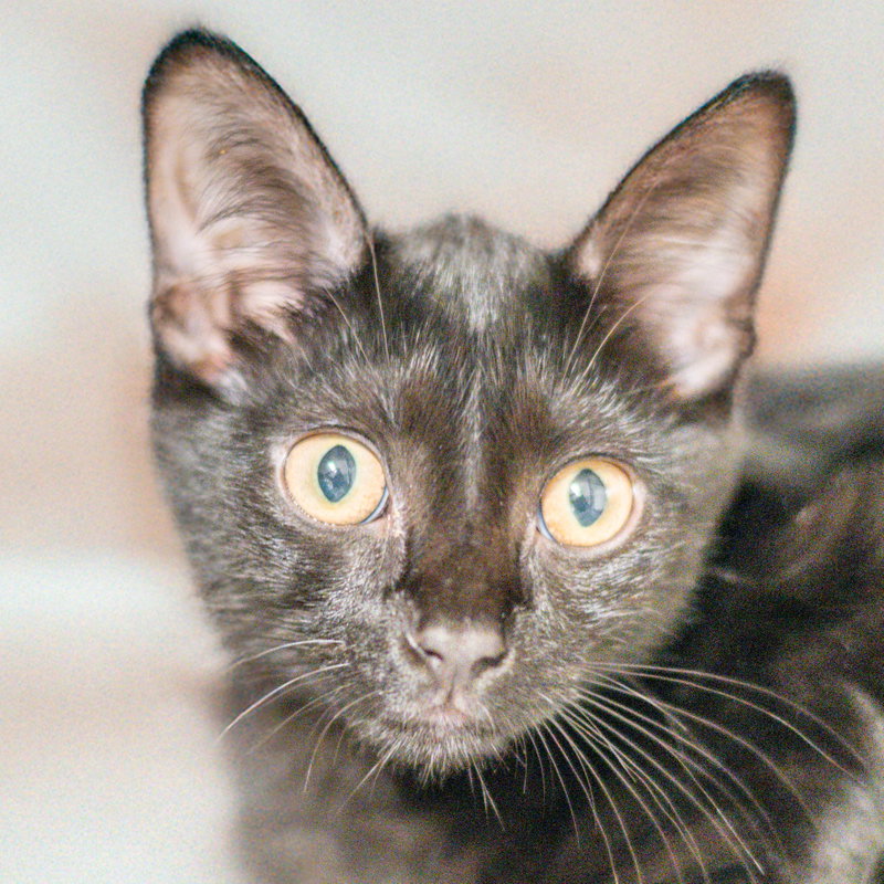 Lucas, a male kitten up for adoption
