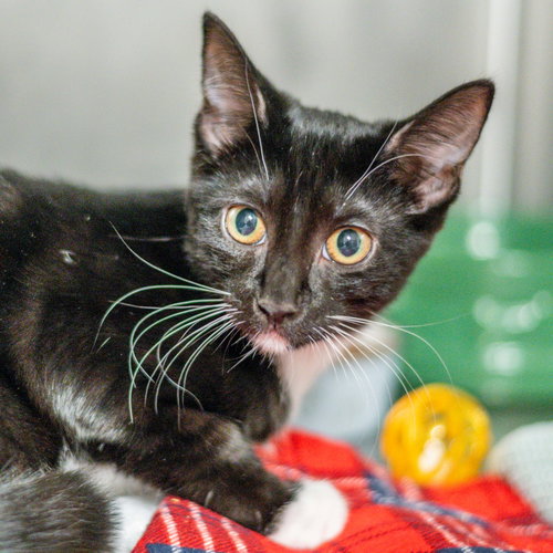 Levi, a cat for adoption from Hilton Head Humane Association