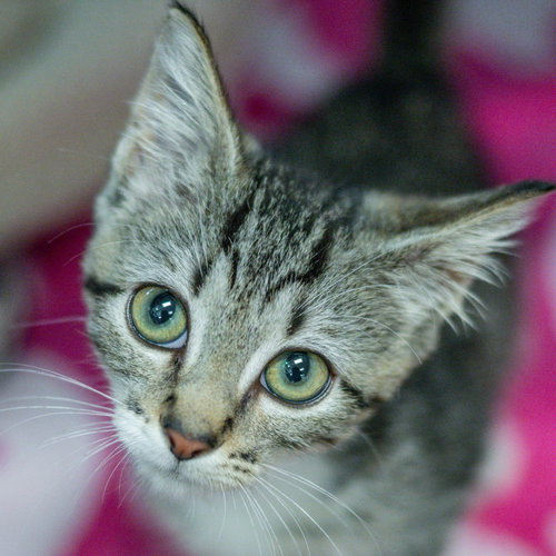 Claire Bear, a cat for adoption from Hilton Head Humane Association