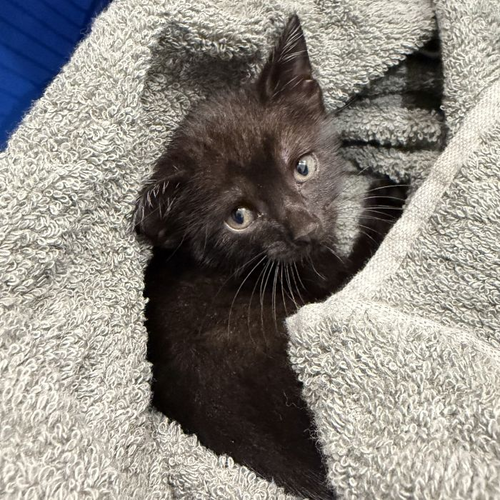 Richie, a cat for adoption from Hilton Head Humane Association