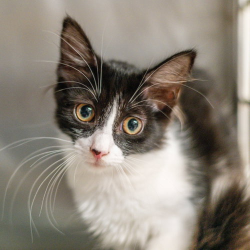 Lena, a cat for adoption from Hilton Head Humane Association