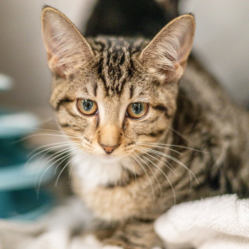 Lorraine, a cat for adoption from Hilton Head Humane Association