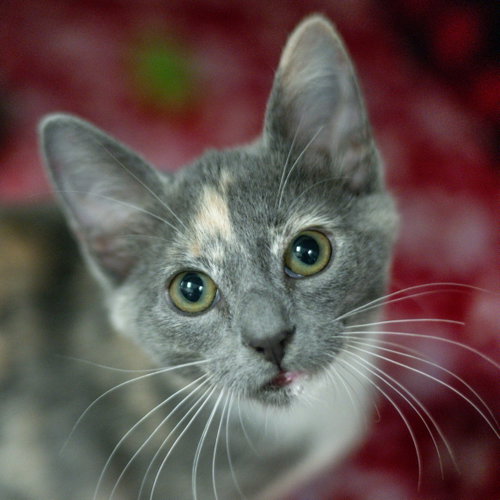 Ghosty, a cat for adoption from Hilton Head Humane Association