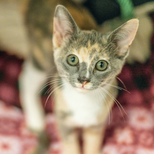 Phantasma, a cat for adoption from Hilton Head Humane Association