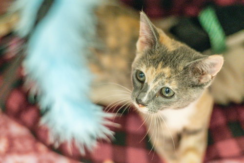 Photo 3 of Phantasma