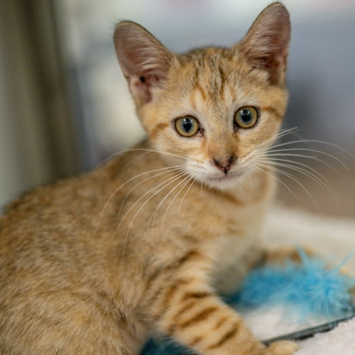 Chipmunk, a cat for adoption from Hilton Head Humane Association